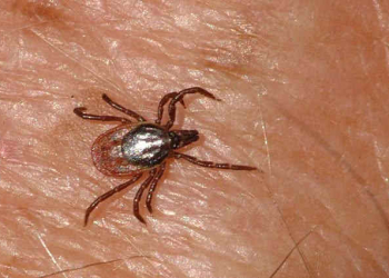 A nagy melegben különösen aktívak a kullancsok