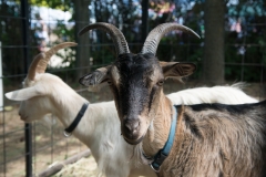 csaladi_nap_2017-123