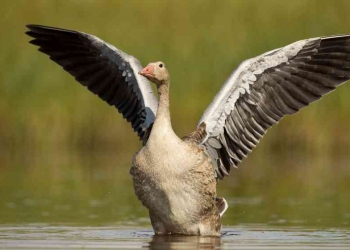 Szürke ludak az égen