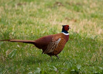 Mezőink tarka baromfija, a fácán
