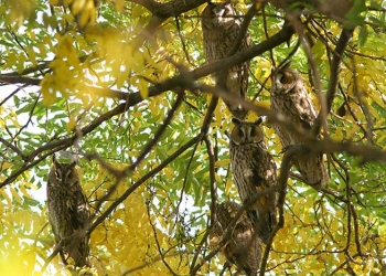 Éjszakánk néma árnya, az erdei füles