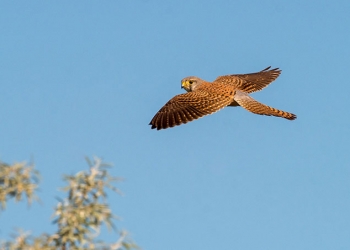 Április az Álomvölgyben