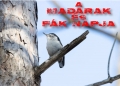 Madarak és fák napja – május 10.