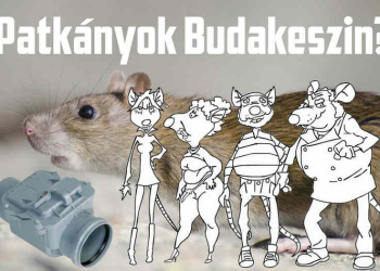 A negyediken lakik? Egy patkánynak az sem akadály
