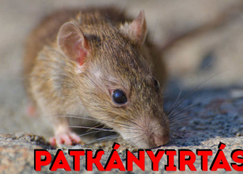 Budakeszi egyes területein patkányirtás zajlik!